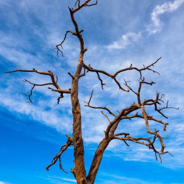 Güzel Sedona ardıç