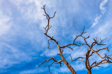 Sedona Arizona kırmızı manzara kuru ardıç ağacının görünümü kadar kapatın.