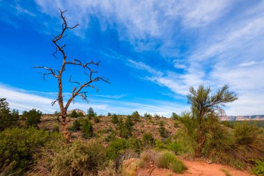 Güzel Sedona manzara