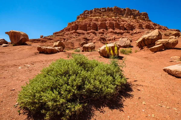 Arizona desert landscape — Stock Photo, Image