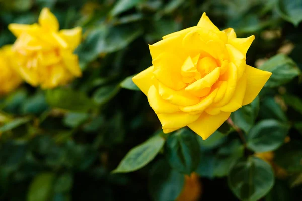 Rosa amarela bonita — Fotografia de Stock
