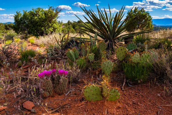 Kwiat kaktusa Sedona — Zdjęcie stockowe