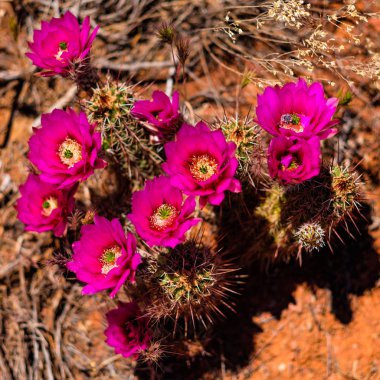 Sedona kaktüs çiçeği