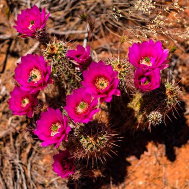 Sedona kaktüs çiçeği