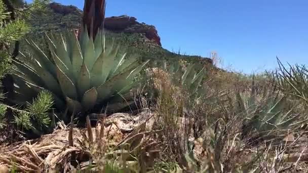 Sedona turistická stezka — Stock video