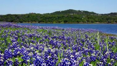 Bluebonnets çiçek