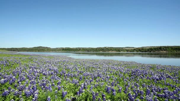 Bluebonnets çiçek — Stok video