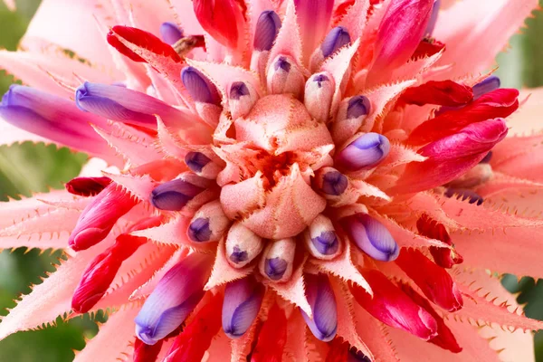 Бромелієвих рожева квітка — стокове фото