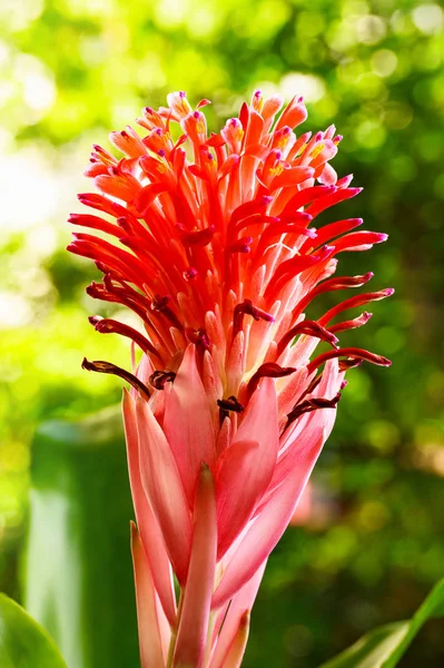 Fiore di Bromeliade rosso — Foto Stock