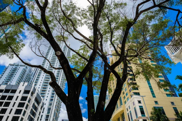 Paisaje urbano del centro de la ciudad de Miami —  Fotos de Stock