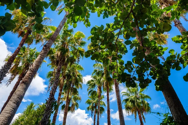 Miami Beach Palms — Fotografia de Stock