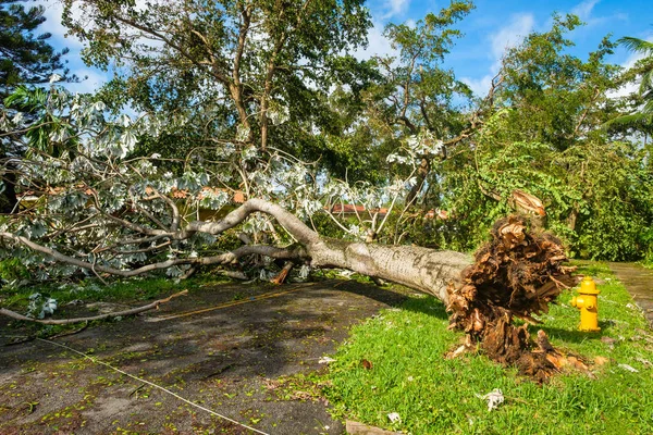 Hurricane Irma Aftermath — Stock Photo, Image