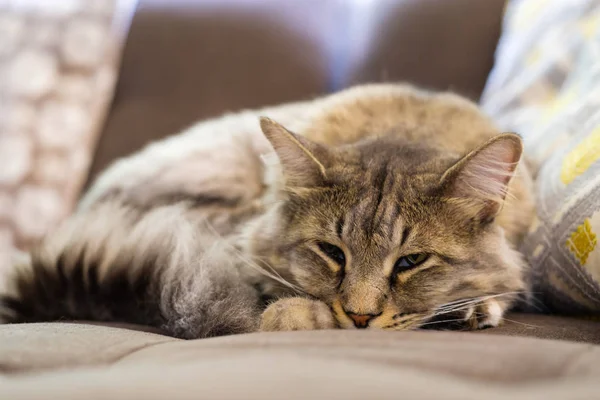 Maine-Coon-Katze — Stockfoto