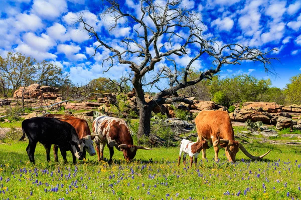 Texas-rinder weiden — Stockfoto