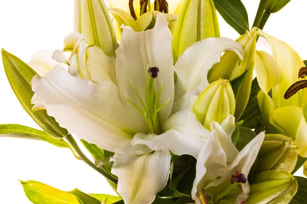 Цветок восточной лилии — стоковое фото