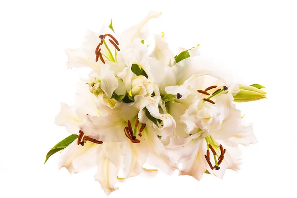 Цветок восточной лилии — стоковое фото