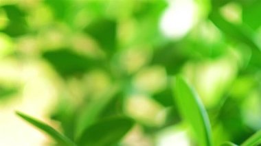 Yumuşak odak ve hareket kaydırma ile bir yapraklı yeşil bitkinin görünümü kadar yakın süper yüksek çözünürlüklü video.