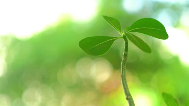 Super Vídeo Alta Definição Uma Vista Perto Uma Planta Rosa — Vídeo de Stock