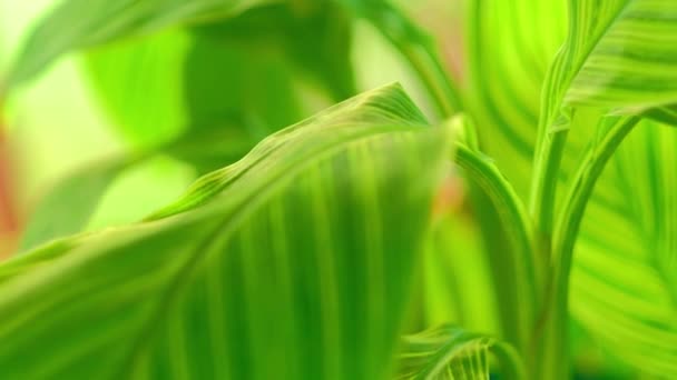 Super Wysoki Definicja Wideo Bliska Zobacz Liściaste Rośliny Zielone Nieostrość — Wideo stockowe