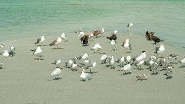 Dinlenme ve tüyler bir kum kıyı Miami Beach yakınındaki preening martılar bir sürü süper yüksek çözünürlüklü video.