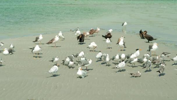 Dinlenme Tüyler Bir Kum Kıyı Miami Beach Yakınındaki Preening Martılar — Stok video
