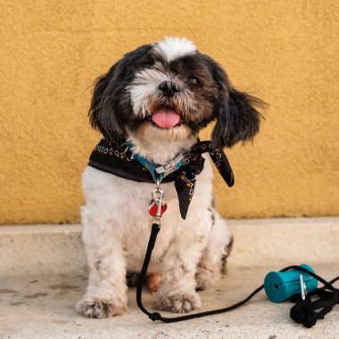 Şirin shih tzu köpeği