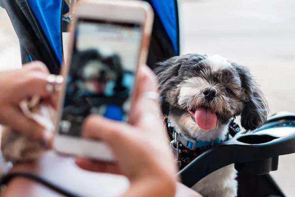 Bonito shih tzu cão — Fotografia de Stock