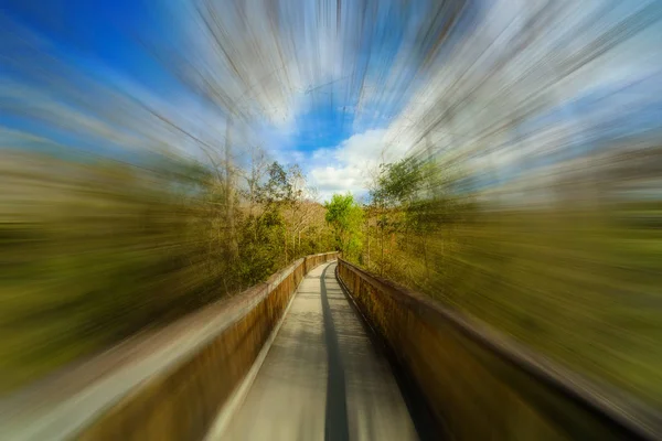 Florida Everglades Blur — Stock Photo, Image