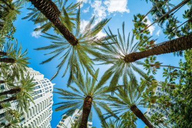 Miami Beach cityscape