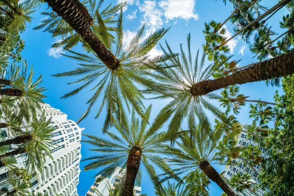 Miami Beach Cityscape — Stock Photo, Image