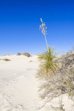 Beyaz Kumlar Alçıtaşı Kumulları