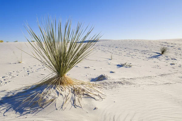 Dune di gesso di sabbia bianca — Foto Stock