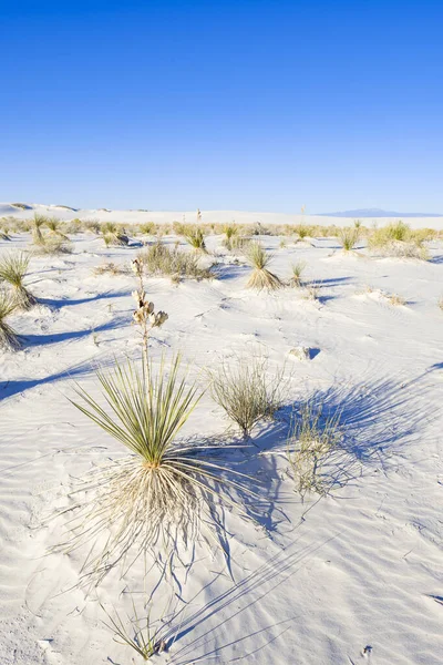 White Sands Gypsum Dunes — Stok Foto