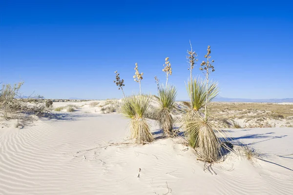 Dune Gesso Sabbia Bianca — Foto Stock