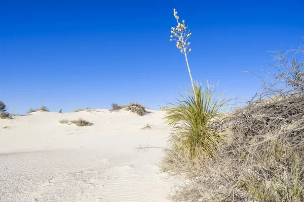 Weiße Sanddünen — Stockfoto