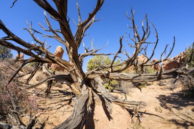 Arches Ulusal Parkı