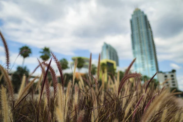 Śródmieście Tampa Cityscape — Zdjęcie stockowe