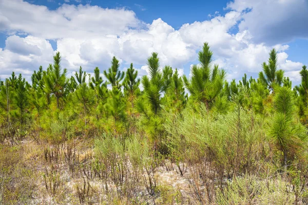 Bosque de pino —  Fotos de Stock