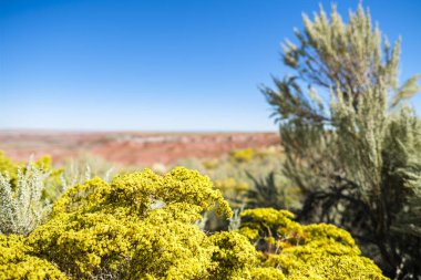 Arizona 'daki Taşlaşmış Orman Ulusal Parkı' nın çöl bitkileri..