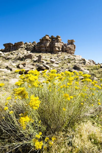 亚利桑那州石化森林国家公园的荒漠植物 — 图库照片