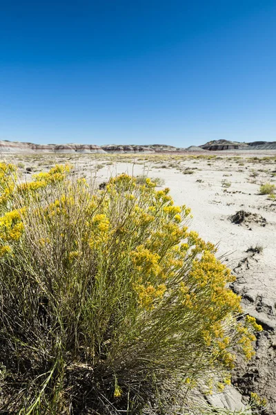 Pouštní Rostliny Národního Parku Zkamenělý Les Arizoně — Stock fotografie