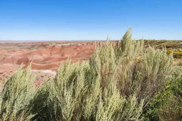 Desert Plants Petrified Forest National Park Arizona — Stock Photo, Image