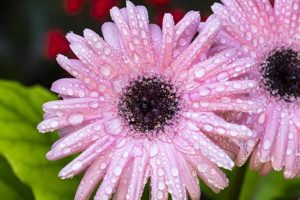 Közelről Kilátás Egy Gyönyörű Rózsaszín Gerbera Százszorszép Virág Virágzik — Stock Fotó