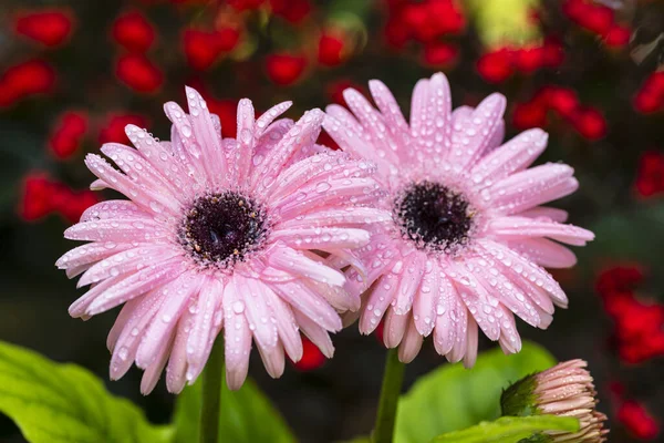 Közelről Kilátás Egy Gyönyörű Rózsaszín Gerbera Százszorszép Virág Virágzik — Stock Fotó