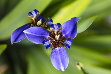 Çiçek açmış güzel mavi ve mor bir iris çiçeğinin yakın görüntüsü.