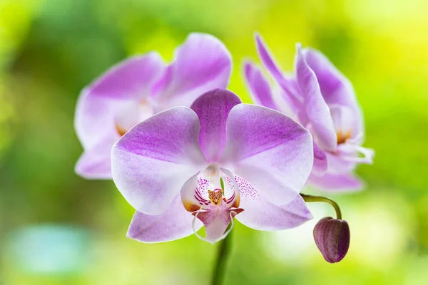 Close Vista Belas Flores Orquídeas Roxas Flor — Fotografia de Stock