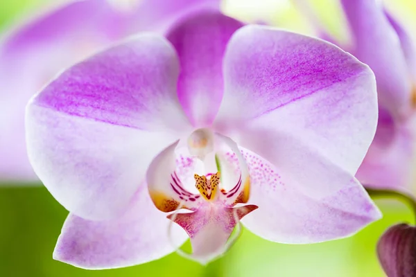 Close View Beautiful Purple Orchid Flower Bloom — Stock Photo, Image