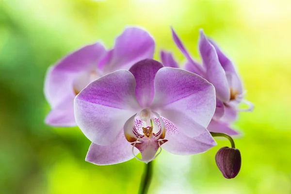 Close Vista Belas Flores Orquídeas Roxas Flor — Fotografia de Stock