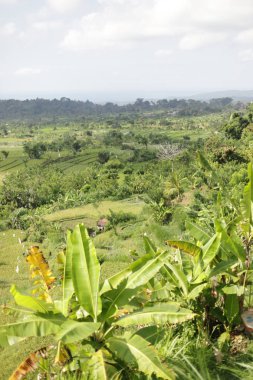 Bali Endonezya adasının doğası