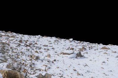 Siyah arkaplanda izole kaya.